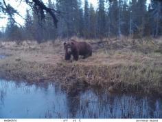 Alaska Brown Bear Hunting 6