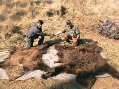 Alaska Brown Bear Hunting 9