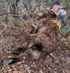 Brown Bear Hunting 10