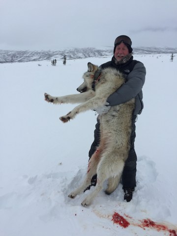 Alaska Wolf Hunting | Alaska Rigid Outfitters